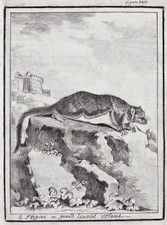 Dessin De Écureuil Volant Sri