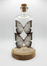 Véritables Papillons Rares