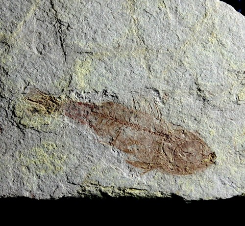 Serranus budensis poisson - serranus,