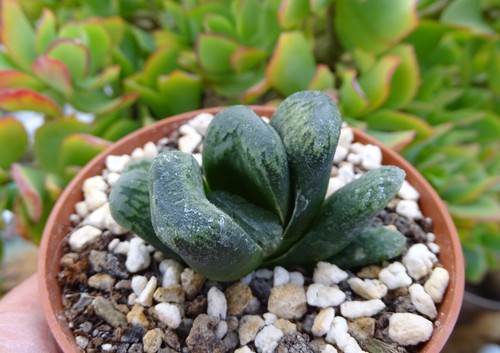 Haworthia truncata eastbourne - haworthia,