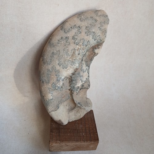 Ammonite fossiles france - fossiles,
