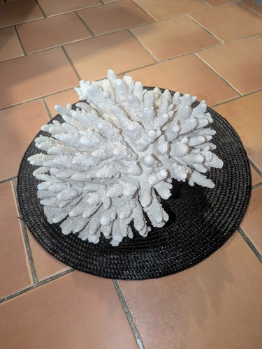 Grand corail blanc - ,