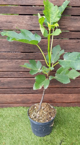 Ficus carica brown turkey - ficus,
