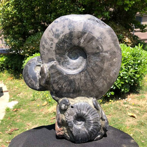 28lb rarem natural tentacle - 13.28lb,
