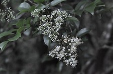 [Testé !/Presque comme neuf-] Objectif Nikon Nikkor-H Auto 85 mm f/1,8 non Ai...