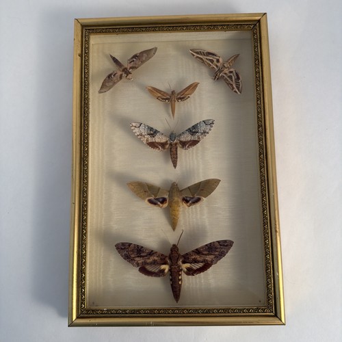 Papillons naturalisés sous - naturalisés,