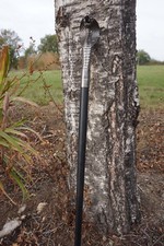 H5930  CANNE  GENTLEMAN