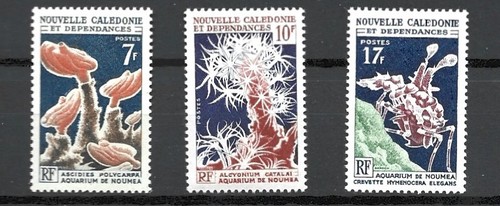 Nouvelle caledonie aquarium - 5-,