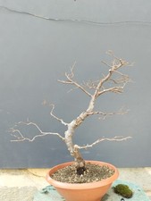 Bonsaï orme champêtre en pot 54 x 10 cm plante articulée arbre pré bonsaï...