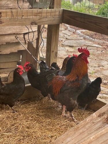 Black copper maran hatching - maran,