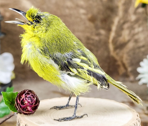 Iora bird taxidermy - iora,