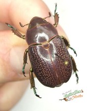 Chrysina Purulhensis Beetle Ensemble x1 A1- Femelle Spécimen Entomologie Belle