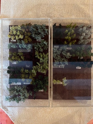 Magnifiques boites arbres - boites, d'arbres