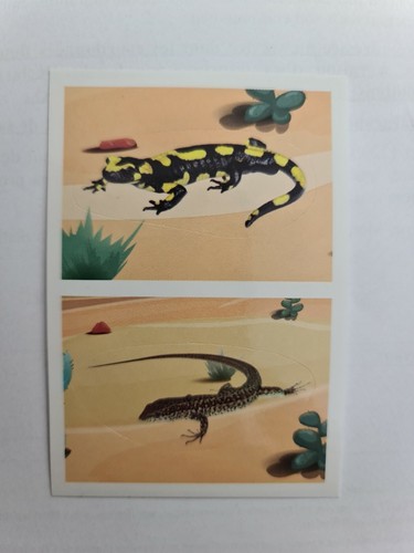 Image sticker autocollant