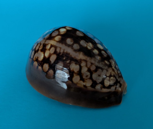 Cypraea mauritiana mm - 65,1,