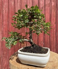 BONSAÏ ORME DE CHINE NAIN