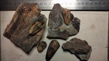 Trilobites massif Armoricain 5