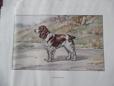 Gravures :  Chien de chasse :  Springer  Spaniel  -  26/17 cm - 1950
