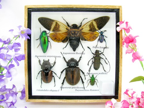 Insectes exotiques réel - -,