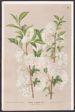 Prunus Japonica Fleurs Japonaises Botanique Oudemans Litho
