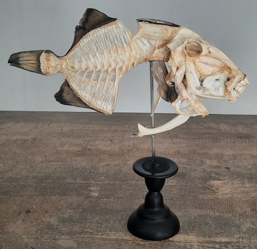 Curiosité taxidermie - curiosité,