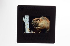 Jacques-Yves Cousteau promo photo 35mm slide #13