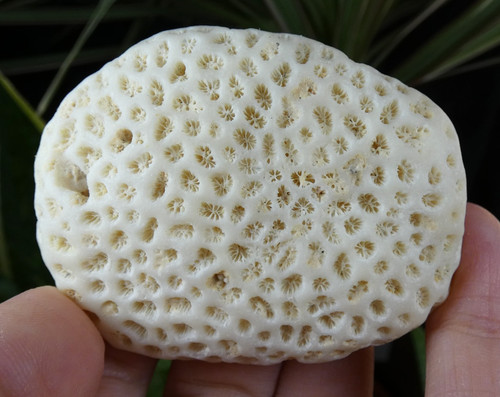 Corail fossilisé galet blanc - corail,