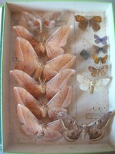 Ancienne vitrine boîte