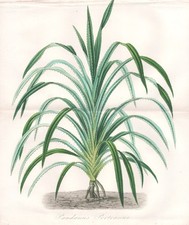 Pandan Palmier Vis Botanique