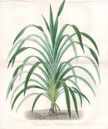Pandan palmier vis botanique - pandan,