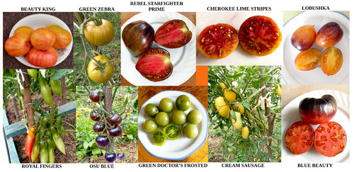 Graines tomates reproductibles