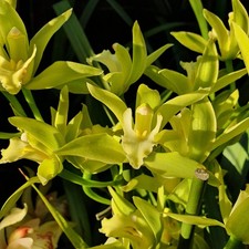 cymbidium green arrow