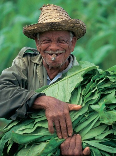 Criollo tabac graines - 98,, +