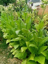 10 000+graine de tabac Blond