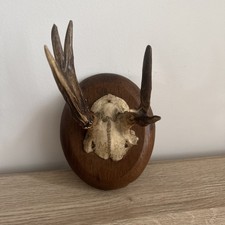 Cabinet de curiosité trophée chevreuil Bizarde bois massacre vintage corne 1900