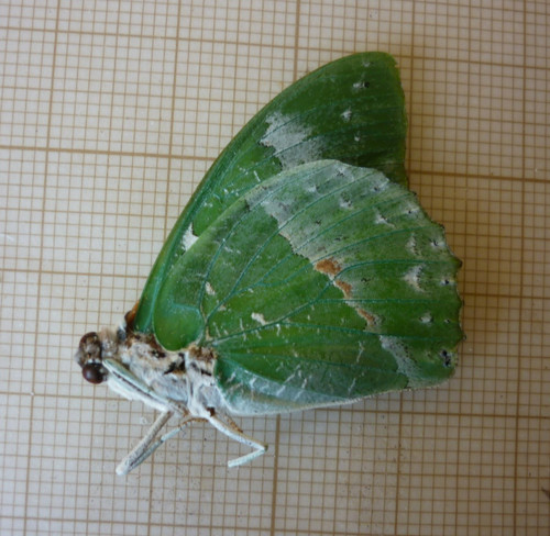 Entomologie papillon - entomologie,