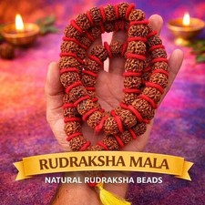 5 perles Mukhi Rudraksha / 5