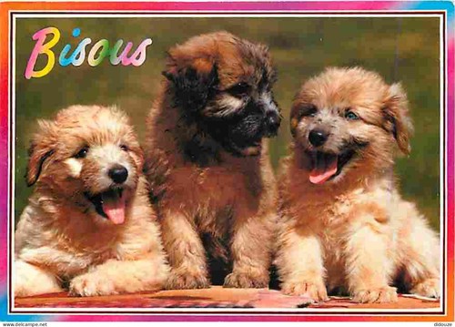 Carte postale animaux - postale,