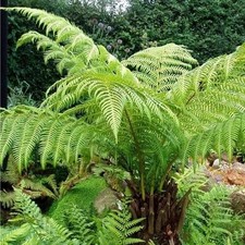 Australian Tree Fern  Live 4"