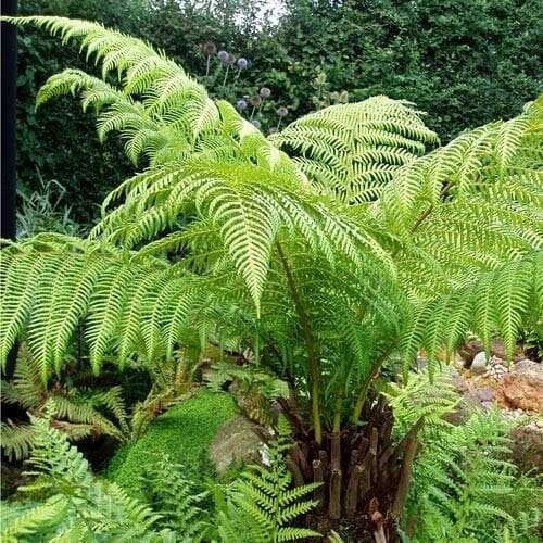 Australian tree fern - tree, live