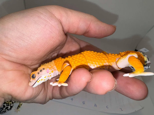 Realistic leopard gecko - realistic,