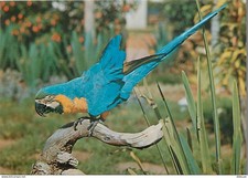 Animaux - Oiseaux - Perroquet