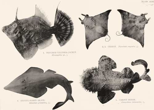 Barrier reef fish - gt,