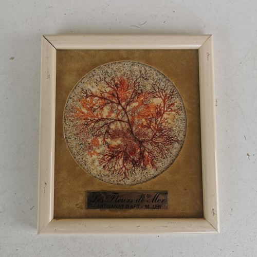 Tableau herbier algues - tableau,, herbier,