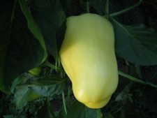 Poivre blanc doux hongrois -