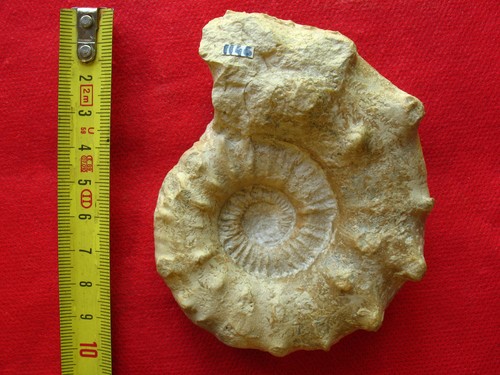 Ammonite callovien - ammonite,