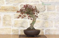 Érable bonsaï (11)