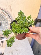 Sedum luteoviride