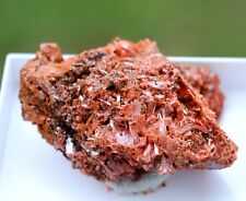 Crocoïte 53 grammes - Dundas mineral field, Zeehan District, Tasmanie Australie