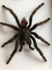 Araignée mygale du Brésil